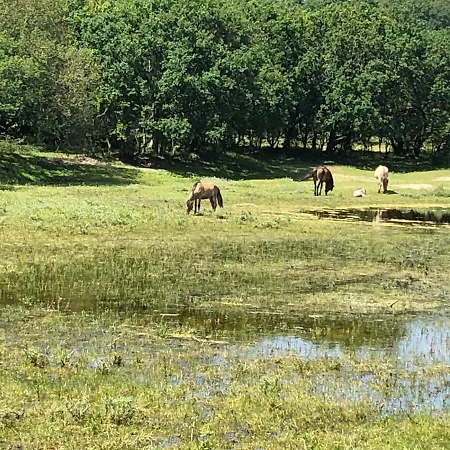 Luxus Duenenhaeuschen Mit Wellnesszugang *