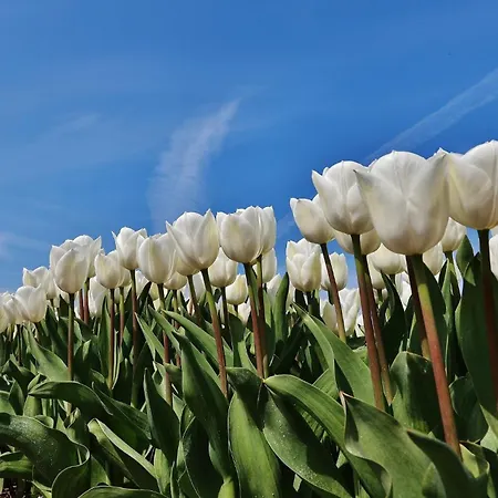 Luxus Duenenhaeuschen Mit Wellnesszugang Egmond aan Zee