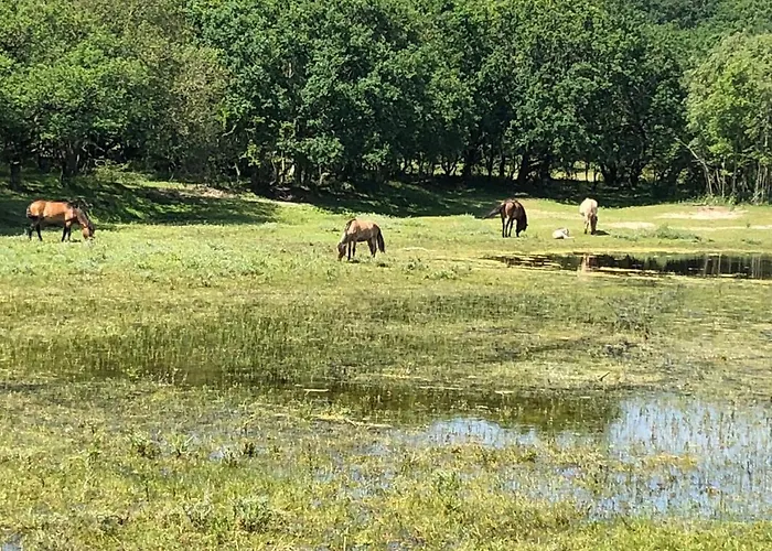 Luxus Duenenhaeuschen Mit Wellnesszugang *