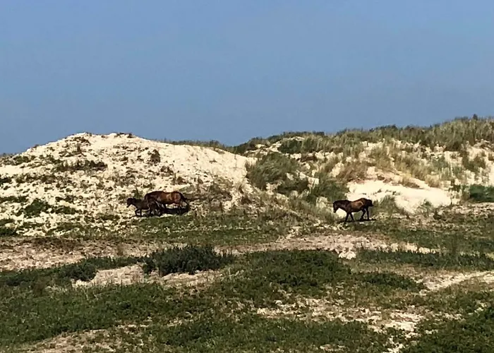 Luxus Duenenhaeuschen Mit Wellnesszugang Holiday home