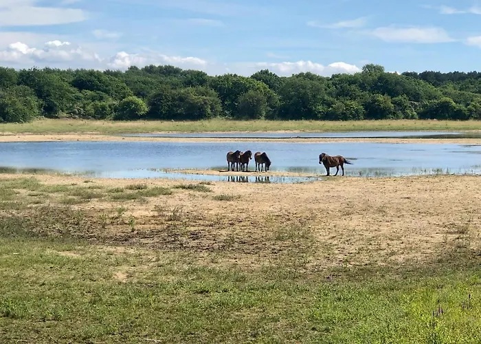 Luxus Duenenhaeuschen Mit Wellnesszugang * Egmond aan Zee