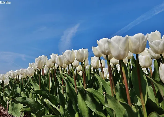 Luxus Duenenhaeuschen Mit Wellnesszugang Egmond aan Zee