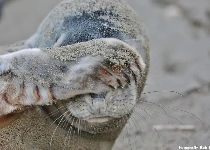 Luxus Duenenhaeuschen Mit Wellnesszugang *