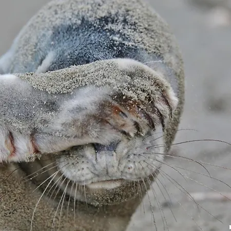 Luxus Duenenhaeuschen Mit Wellnesszugang *